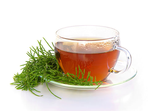 Tee-Kräuter-Kunde: Ackerschachtelhalm oder Zinnkraut (Equisetum arvense)