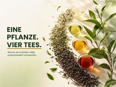 Eine Pflanze, vier Tees: Grüntee, Schwarztee, Weißtee und Oolong im Vergleich