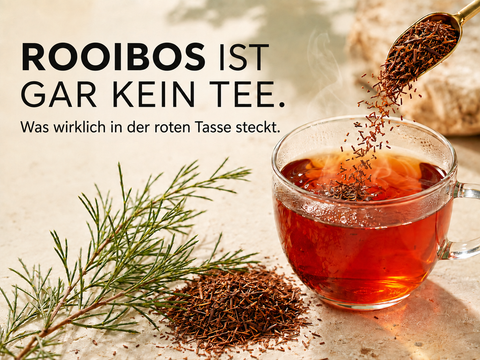 Kupferroter Rooibos-Aufguss mit getrockneten Rooibosnadeln und frischem Aspalathus-linearis-Zweig